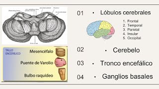 Funciones del encéfalo Cerebro Cerebelo Tronco encefálico y Ganglios basales [upl. by O'Shee]