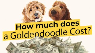 How much does a Goldendoodle Cost 💰🐶🔴 2022 Guide 🔴 [upl. by Akeme132]