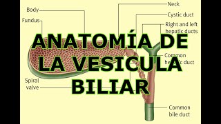 ANATOMÍA DE LA VESICULA BILIAR [upl. by Ailadgim]