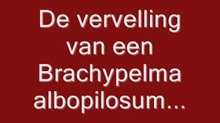 Vervelling proces van een krulhaar vogelspin Brachypelma albopilosum [upl. by Atiuqihs]