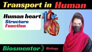 Human Heart  Structure and Function  Chapter Transport  Heart physiology anatomy [upl. by Ahsimak]