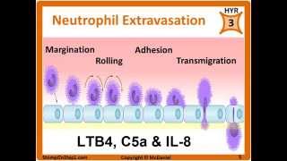 Histamine Prostaglandin Leukotrienes Bradkinin PGE2 LTB4 Chemotactic Factors [upl. by Oneida567]