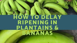 How to delay ripening in Bananas and Plantains  Storing Plantains and Bananas before use🍌🍌 [upl. by Ahsiri]