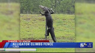 Alligator climbs fence in Florida [upl. by Nagn248]