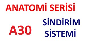 Sindirim Sistemi A30 l Anatomi Serisi [upl. by Ahsitram]