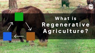 What is Regenerative Agriculture [upl. by Deron]