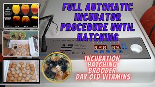 FULL AUTOMATIC INCUBATOR PROCEDURE UNTIL HATCHING  TRANSFER TO BROODER  VITAMIN  TONSKIE TV [upl. by Burrell498]