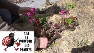 Tuto jardin Bergenia Bach Comment faire la Taille et entretien Plante vivace [upl. by Amsaj937]