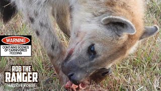 Hyenas Feed On A Baby Hartebeest  Maasai Mara Safari  Zebra Plains [upl. by Eldwin251]