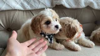 Cavachons Mia Maverick amp Maddox [upl. by Mace]