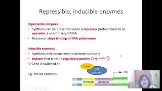 Chap 16 Part 4 Gene Control amp the lac operon  Cambridge ALevel 9700 Biology [upl. by Tdnarb]