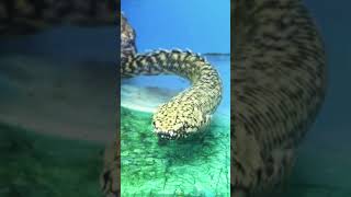 Bichir  Barred Bichir Fish V58 shorts [upl. by Eatton]