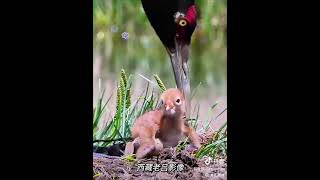 The Blacknecked Crane Babies xizang [upl. by Ahsinnod]