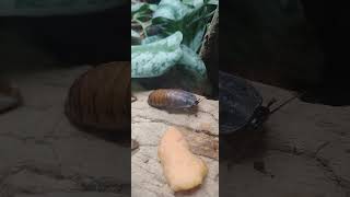 Malagasy giant hissing cockroaches at Moody gardens pt 1 [upl. by Leoni851]