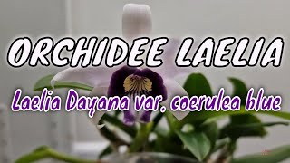 LOrchidée Laelia Dayana var Coerulea Blue [upl. by Lever876]