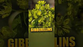 Gibberellins [upl. by Oicneserc875]