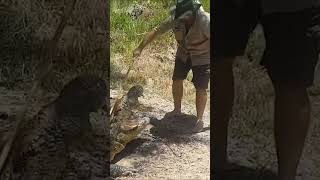 Saltwater Crocodile Ambush‼️ 🐊🐊🐊 crocodile saltwatercrocodile wildlife fishing nature [upl. by Eradis106]