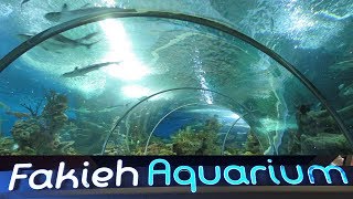 Fakieh Aquarium Jeddah  4K Video  فقيه أكواريوم – جده [upl. by Eittam]