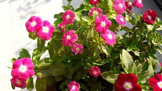 How to Grow and Care Vinca  Periwinkle  Sadabahar  Care of Vinca Plant [upl. by Nolram]