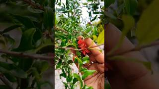 Pomegranate tree  Homegrown Pomegranate  shorts  ytshorts  trending  nurseryplants [upl. by Belia]