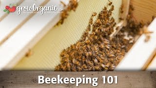 Beekeeping for Beginners  Hive Set Up [upl. by Ramses]