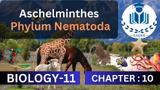 Aschelminthes Phylum Nematoda  Chapter 10  Class 11 Biology [upl. by Valerian851]