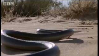 How snakes move amp run  Serpent  BBC Animals [upl. by Cleti]