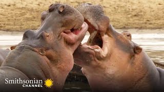 The Beach Master Hippo Battles His Hungry Hungry Rival 🦛 Tales from Zambia  Smithsonian Channel [upl. by Salocin326]