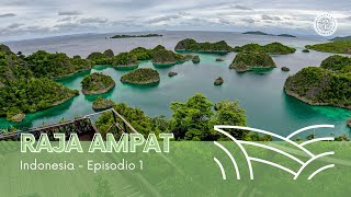 RAJA AMPAT Indonesia cómo llegar dónde hospedarse y qué visitar [upl. by Tigirb]