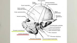 ANATOMİ12KONUCranium Temporal Kemik [upl. by Asila]