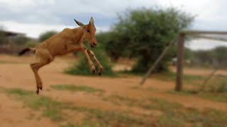 Rescued baby hartebeest and oryx playing tag [upl. by Romanas]