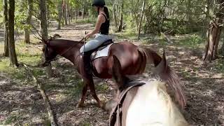 OTTB Lavery Trail Riding [upl. by Manfred]