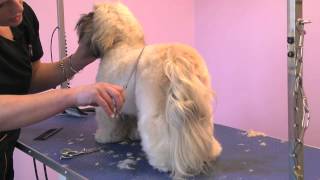 Grooming Guide  Lhasa Apso Competition Trim  ProGroomer [upl. by Elburr]