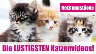 Die LUSTIGSTEN Katzen FAIL Videos aus dem WEBquot [upl. by Sharpe252]