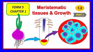 SPM BIOLOGY KSSM FORM 5 12 MERISTEMATIC TISSUES amp GROWTH [upl. by Lorri]