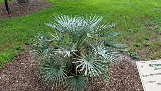 Chamaerops humilis quotceriferaquot  The Silver Mediterranean Fan Palm from Morocco [upl. by Anippesuig]