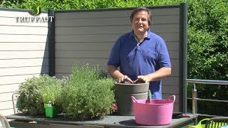 Comment planter du thym au potager ou en pot   Truffaut [upl. by Averill]