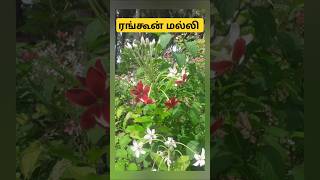 ரங்கூன் மல்லி Rangoon creeperஇனிமை நிறைந்த இயற்கை shortsfeed [upl. by Brendon225]