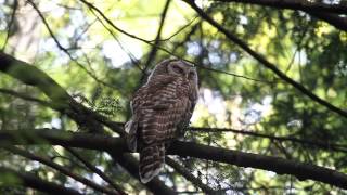 Barred Owl Hissing [upl. by Riatsila]