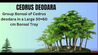 ٖForest Bonsai of Cedrus Deodara in a 30×60 cm Tray دیودار یاں دیار کے درخت کا جنگل بونسائیbonsai [upl. by Collins245]