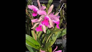 Lc Elegans a very bloomwilling reliable fast growing cattleya orchid now in bloom 7 flowers [upl. by Penrose]