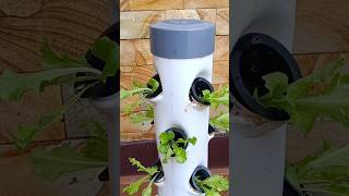 Grow lettuce using a vertical hydroponic system shorts hydroponics [upl. by Ahsiekar]