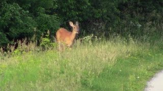 Whitetailed Deer [upl. by Yorgos]