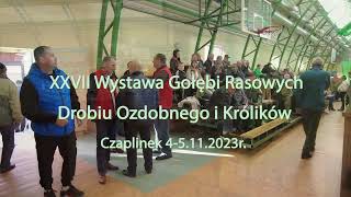 XXVII Regionalna Wystawa Gołębi Rasowych Drobiu Ozdobnego i Królików  Czaplinek 2023 [upl. by Aleil673]