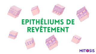 Les épithéliums de revêtement [upl. by Eba]