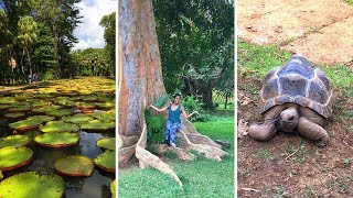 Pamplemousse Botanical Gardens Mauritius 🌴 BEAUTIFUL TOURIST ATTRACTION [upl. by Brooking916]