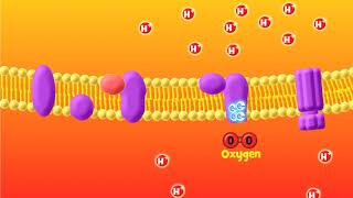 The Electron Transport Chain Explained Aerobic Respiration [upl. by Targett737]