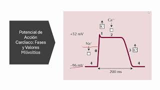 Potencial de accion cardiaca 3 [upl. by Kipp17]