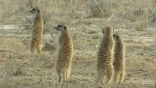 SURICATES Meerkats  SURICATI [upl. by Poore]