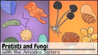 Protists and Fungi [upl. by Dolley446]